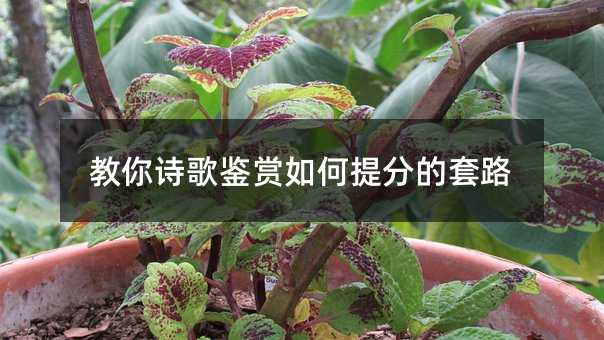 教你诗歌鉴赏如何提分的套路