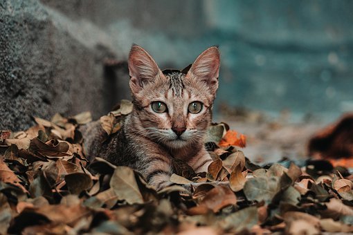 �������Ļ�ѧѧϰ����