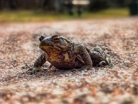 ���ٹִ��ģ����ĸ�����ѧ�ӡ������Ǻ��Ӷ��ֵ�����Ԫ��