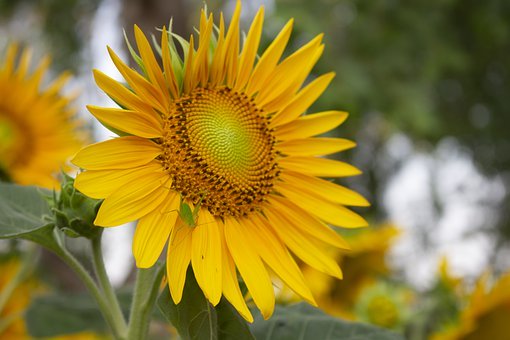 ��˼����ʻ� - ����ʳƷ����