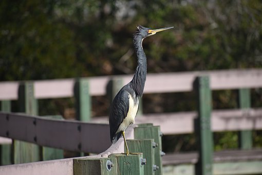 ʯ��Ӣ��ʻ�(R4)