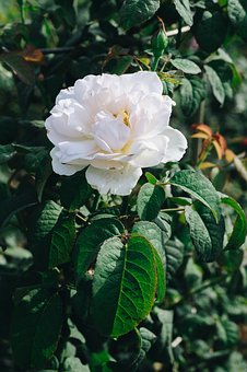 ����ѧУ������������ܽ�ƪ