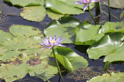 ������ѧѧ���ã�Ҳ������Ϊ�������������