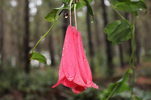 教你穿和服——樱花日语文化体验活动和服专场