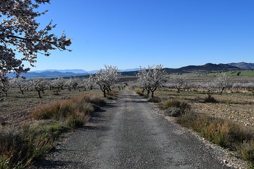 ʯ��Ӣ��ʻ�(L1)